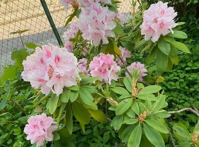 Les Brimbelles Apartment *